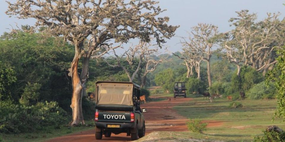 1 bundala national park twilight wildlife Bundala National Park Twilight Wildlife Expedition"