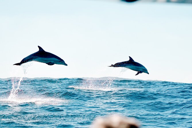 Byron Bay Dolphin Tour – Ocean Safari