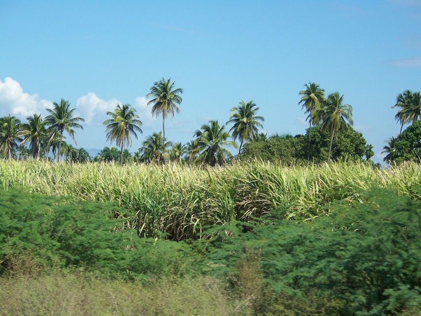 1 cabarete 2 person dominican countryside buggy tour Cabarete: 2-Person Dominican Countryside Buggy Tour