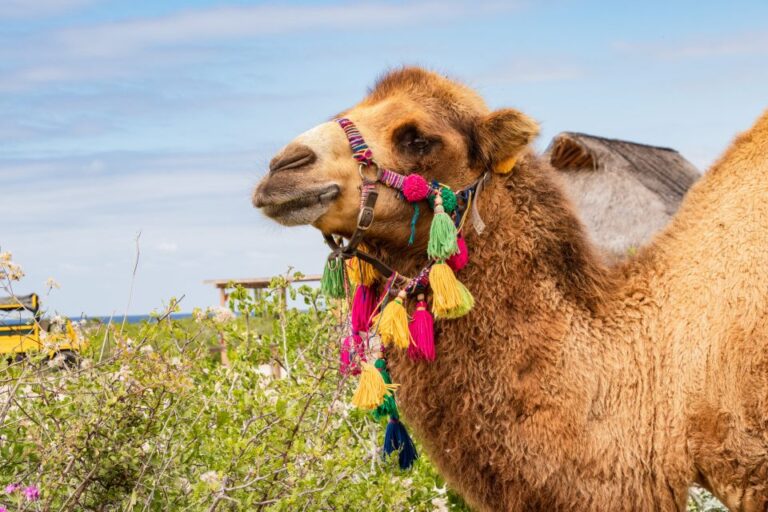 Cabo San Lucas: Half-day Guided Camel Safari Tour