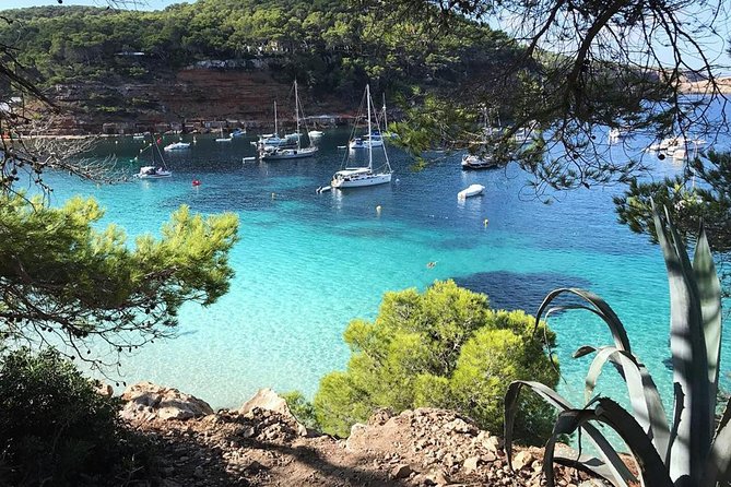 Cala Salada and Unspoiled North Beach Tour. Snorkelling and Aquarium - Areas for Improvement and Recommendations