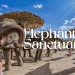1 cambodia elephant sanctuary and banteay srey temple tour Cambodia Elephant Sanctuary and Banteay Srey Temple Tour