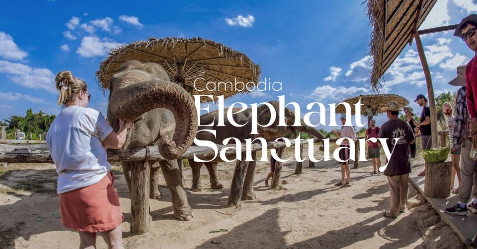 1 cambodia elephant sanctuary and banteay srey temple tour Cambodia Elephant Sanctuary and Banteay Srey Temple Tour