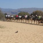 1 camel riding in maspalomas dunes Camel Riding in Maspalomas Dunes