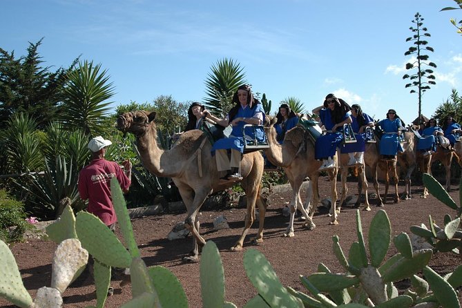 Camel Riding Tour at El Tanque, Tenerife