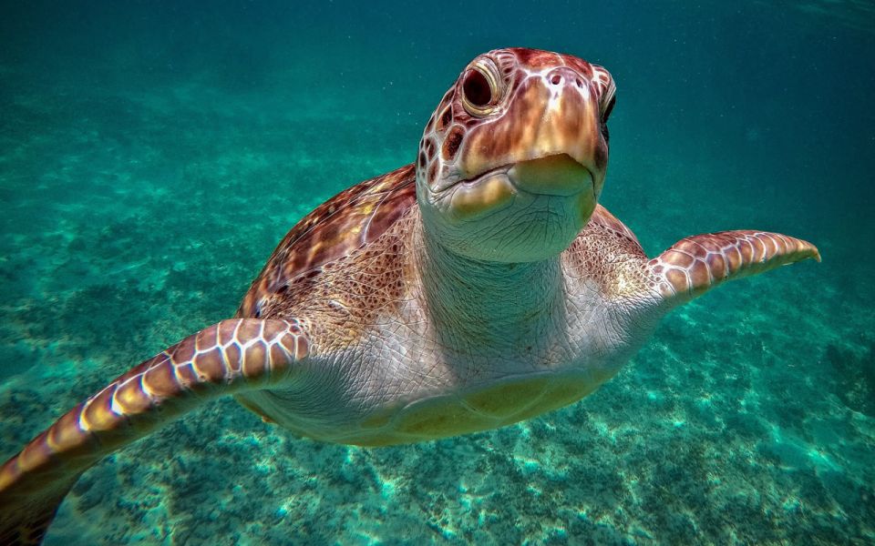 1 cancun akumal turtles and cenote snorkeling tour Cancun: Akumal Turtles and Cenote Snorkeling Tour