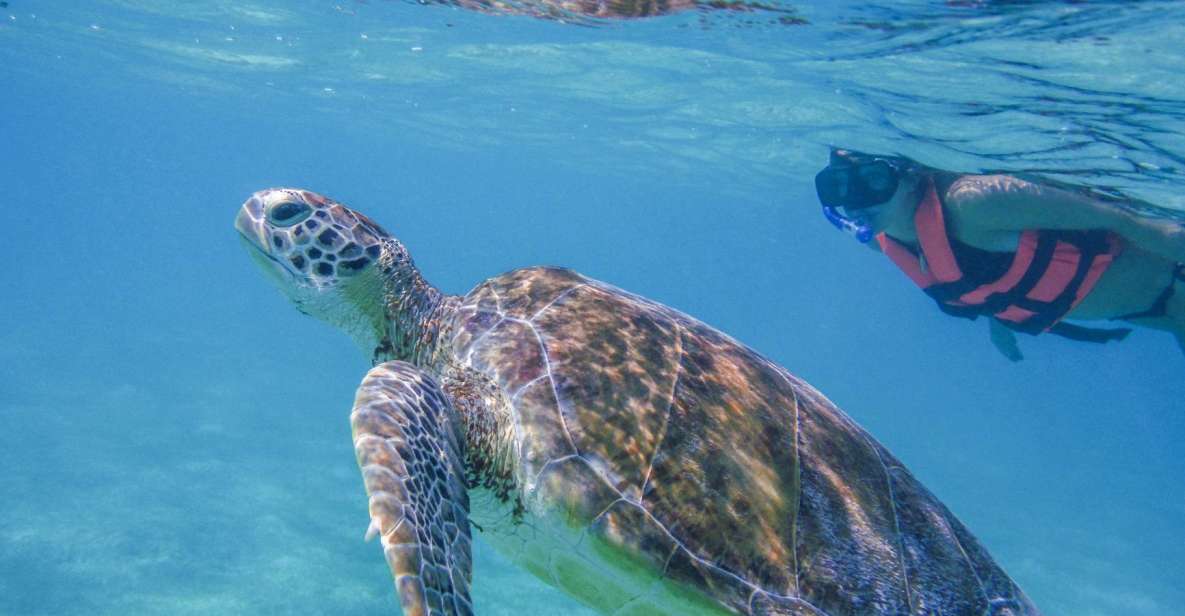1 cancun marine turtle observation in akumal Cancun: Marine Turtle Observation in Akumal
