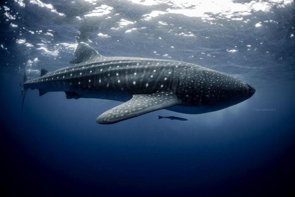 1 cancun or riviera maya whale shark tour playa norte beach Cancun or Riviera Maya: Whale Shark Tour & Playa Norte Beach