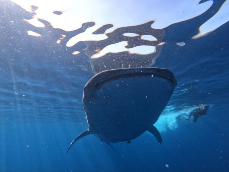 Cancun & Riviera Maya: Swim With Whale Sharks Tour W/ Lunch