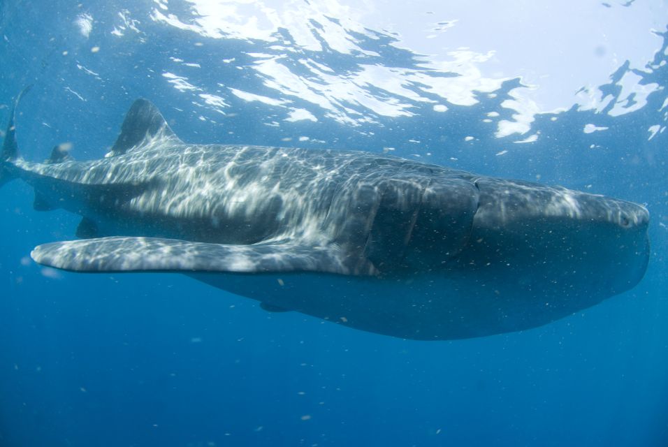 1 cancun swim with whale sharks Cancún: Swim With Whale Sharks