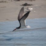 1 cape may birding by boat tour mar Cape May Birding by Boat Tour (Mar )