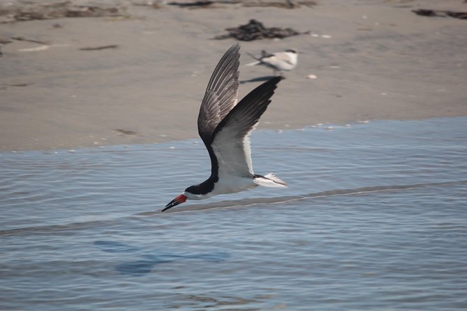 Cape May Birding by Boat Tour (Mar )