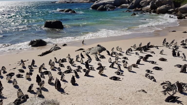 Cape Peninsula & Cape of Good Hope Private Tour