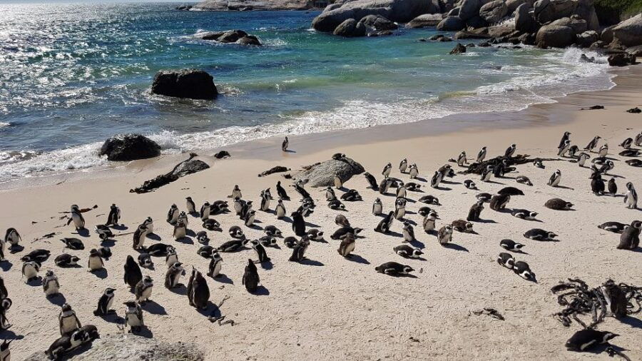 Cape Peninsula & Cape of Good Hope Private Tour