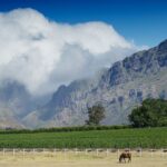 1 cape town 3 regions private cape winelands tour Cape Town: 3 Regions Private Cape Winelands Tour