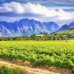1 cape town best of cape wines Cape Town: Best Of Cape Wines