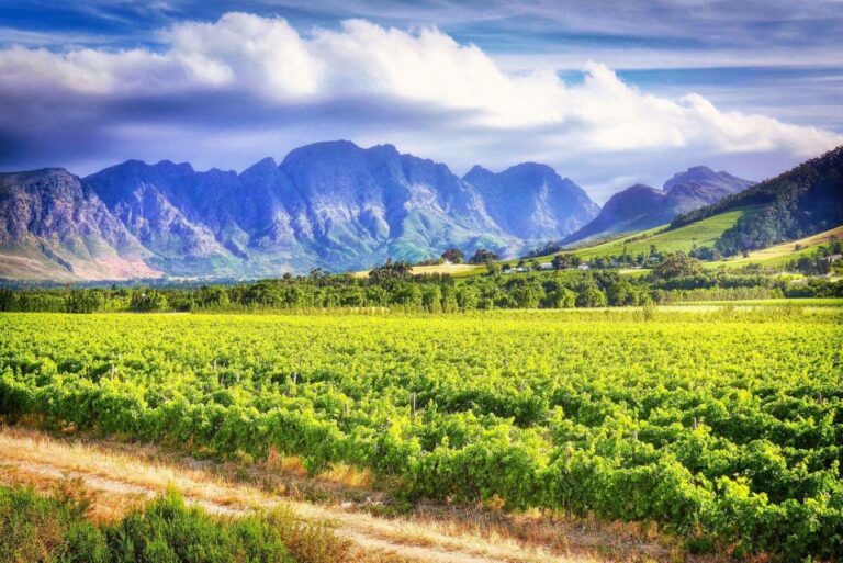 Cape Town: Best Of Cape Wines