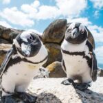 1 cape town cape of good hope and penguins full day tour Cape Town: Cape of Good Hope and Penguins Full-Day Tour