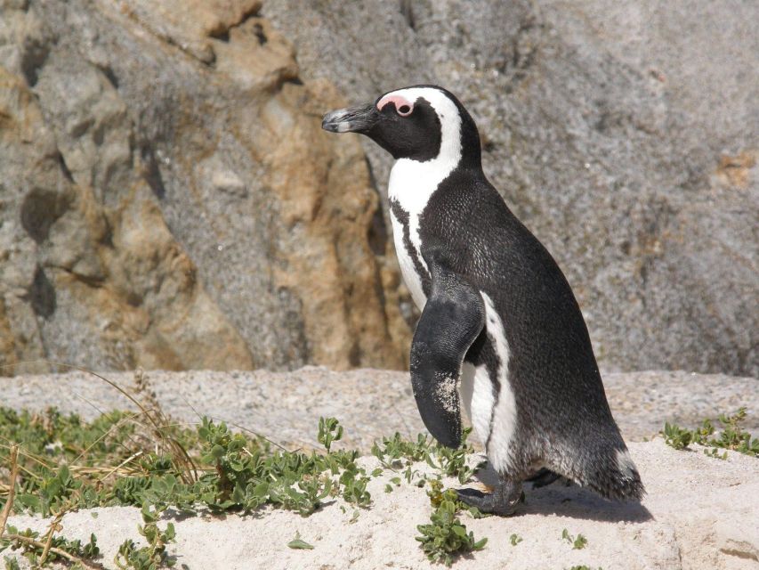 1 cape town cape point penguins and wine tasting Cape Town: Cape Point, Penguins And Wine Tasting