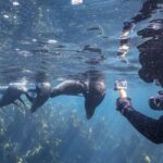 1 cape town cruise with guided seal snorkel in hout bay Cape Town: Cruise With Guided Seal Snorkel in Hout Bay