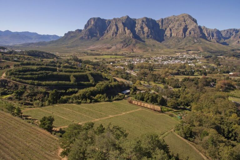 Cape Town: Full-Day Wine Tasting Tour With Wine Tram