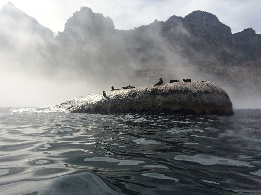 1 cape town marine big 5 ocean safari from va waterfront Cape Town: Marine Big 5 Ocean Safari From V&A Waterfront