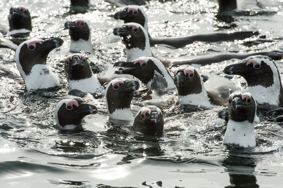 1 cape town marine wildlife cruise and city tour Cape Town: Marine Wildlife Cruise and City Tour