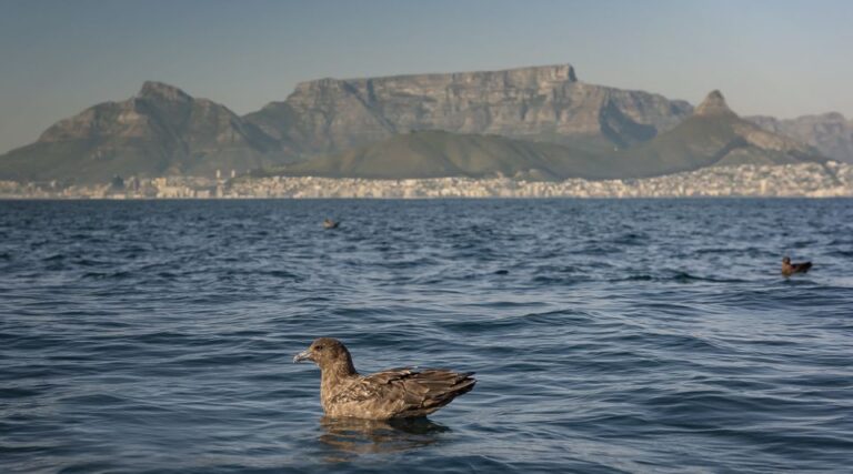 Cape Town: Marine Wildlife Tour From the V&A Waterfront