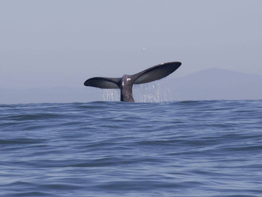 1 cape town ocean wildlife encounter guided boat tour Cape Town: Ocean Wildlife Encounter Guided Boat Tour