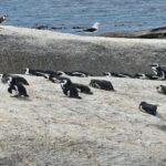 1 cape town penguin watching at boulders beach half day tour 2 Cape Town: Penguin Watching at Boulders Beach Half Day Tour