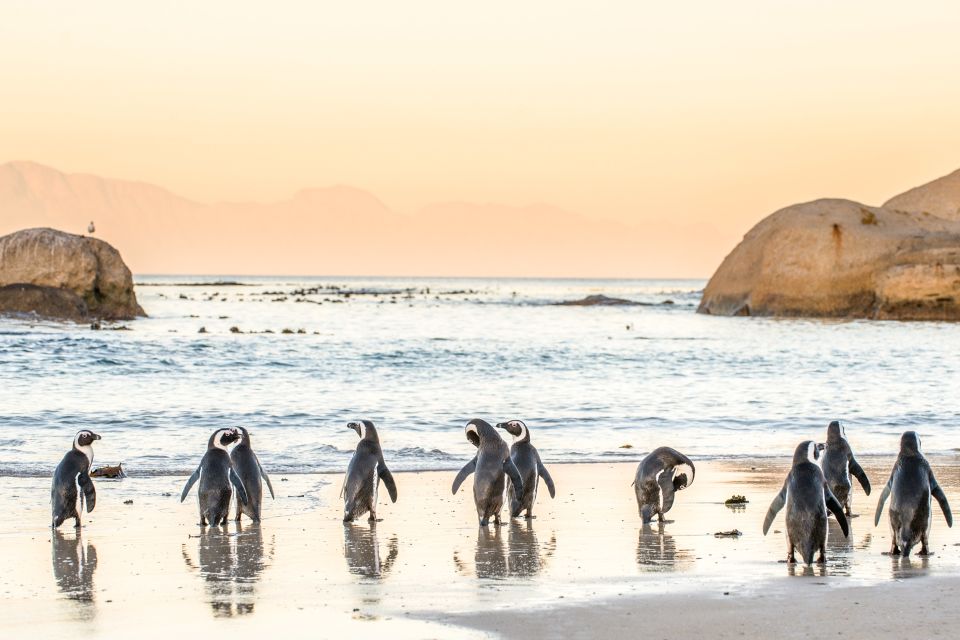 1 cape town penguin watching at boulders beach half day tour Cape Town: Penguin Watching at Boulders Beach Half Day Tour