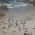 1 cape town penguins cape of good hope half day shared tour 2 Cape Town: Penguins & Cape of Good Hope Half-Day Shared Tour