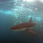 1 cape town shark cage dive Cape Town: Shark Cage Dive