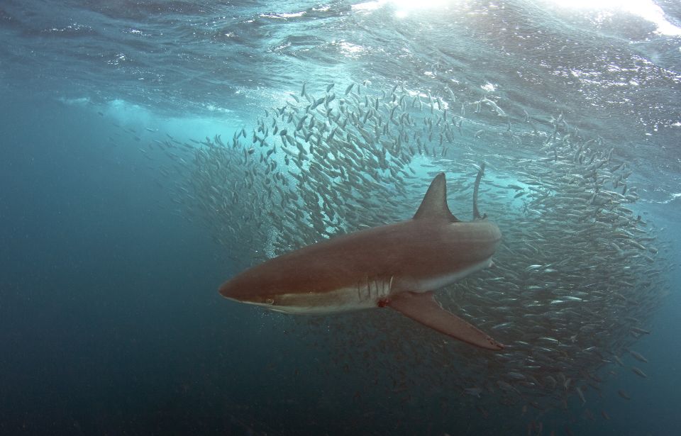 1 cape town shark cage dive Cape Town: Shark Cage Dive