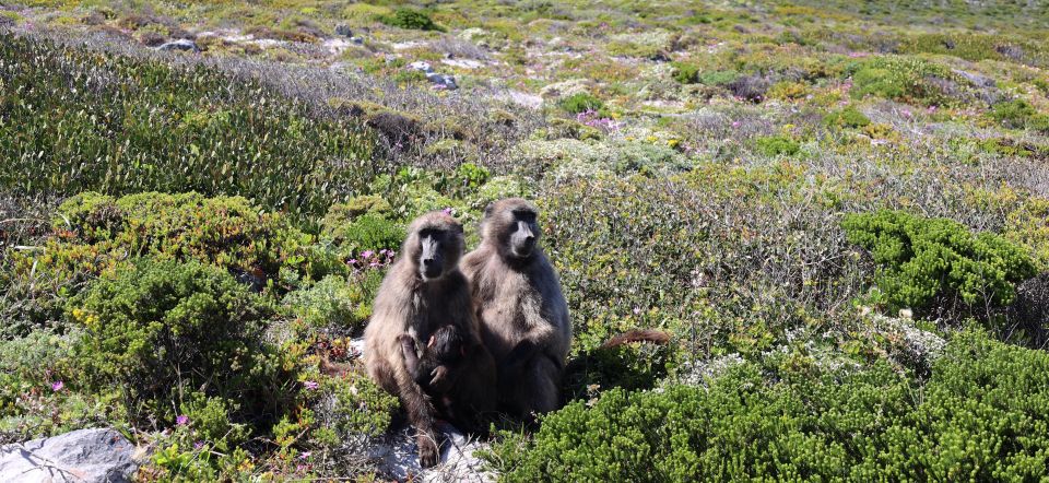 1 cape town table mountain penguins cape point group tour Cape Town: Table Mountain, Penguins & Cape Point Group Tour