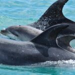 1 carino wildlife cruises island and wildlife day cruise Carino Wildlife Cruises - Island and Wildlife Day Cruise