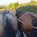 1 carriage rides in the heart of the luberon Carriage Rides in the Heart of the Luberon