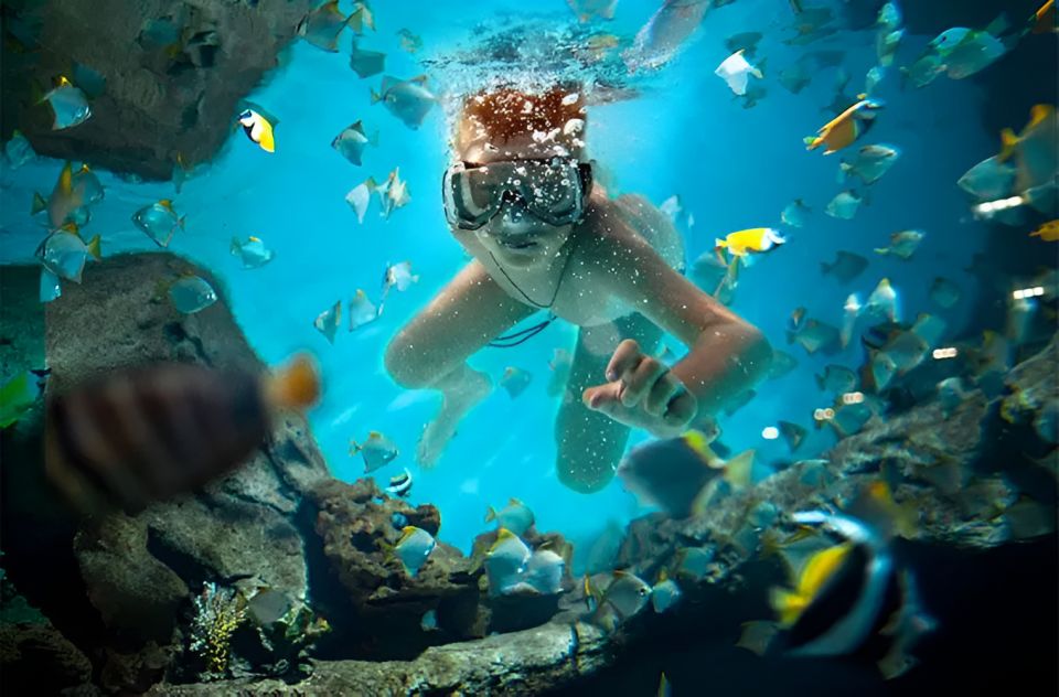 1 catalina island full day snorkeling lunch from punta cana Catalina Island Full-Day Snorkeling Lunch From Punta Cana