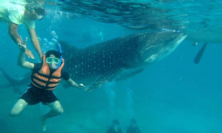 Cebu: Boat Day Trip With Whale Shark Swimming and Lunch