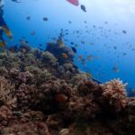 1 cebu boat diving two dive tour in olango island Cebu: Boat Diving Two Dive Tour in Olango Island
