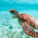 1 cebu moalboal sardine run and turtle snorkeling adventure Cebu: Moalboal Sardine Run and Turtle Snorkeling Adventure