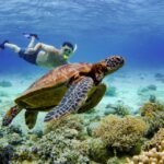 1 cebu moalboal sardines and turtles snorkeling tour Cebu: Moalboal Sardines and Turtles Snorkeling Tour