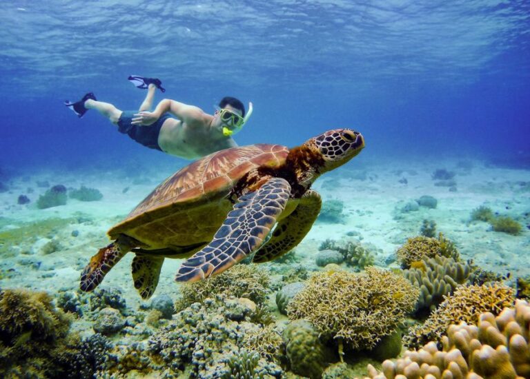 Cebu: Moalboal Sardines and Turtles Snorkeling Tour