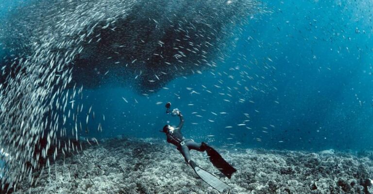 Cebu: Scuba Diving With Sardines and Pescador Island Snorkel