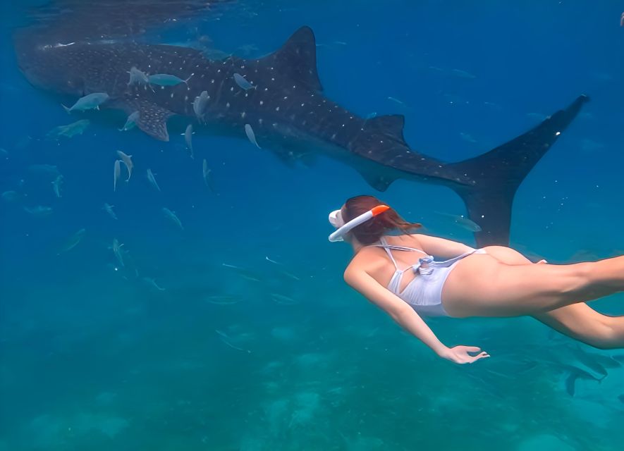 Cebu: Whale Shark & Mysterious Waterfall Private Tour