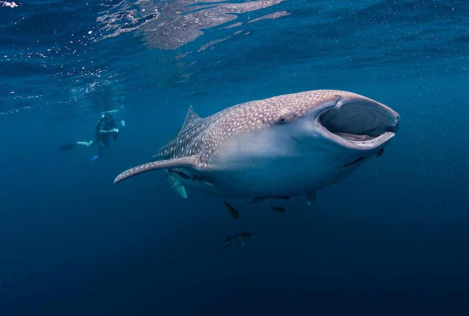 1 cebu whale sharks tumalog falls sumilon island day tour Cebu: Whale Sharks, Tumalog Falls & Sumilon Island Day Tour