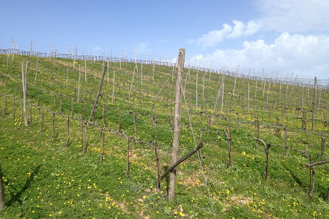 Chania Shore Excursion Vineyard and Winery Tour Half Day