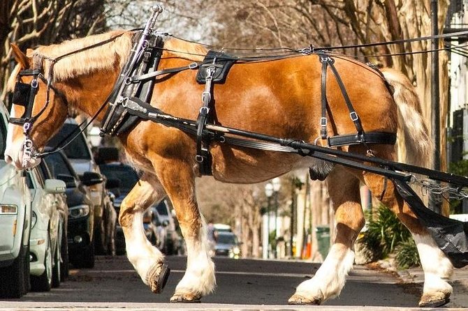 Charlestons Historic Residential Horse and Carriage Tour