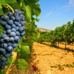 1 chateauneuf du pape wine day tasting tour including lunch from avignon Châteauneuf Du Pape Wine Day Tasting Tour Including Lunch From Avignon