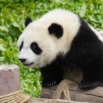 1 chengdu giant panda breeding research base ticket Chengdu: Giant Panda Breeding Research Base Ticket